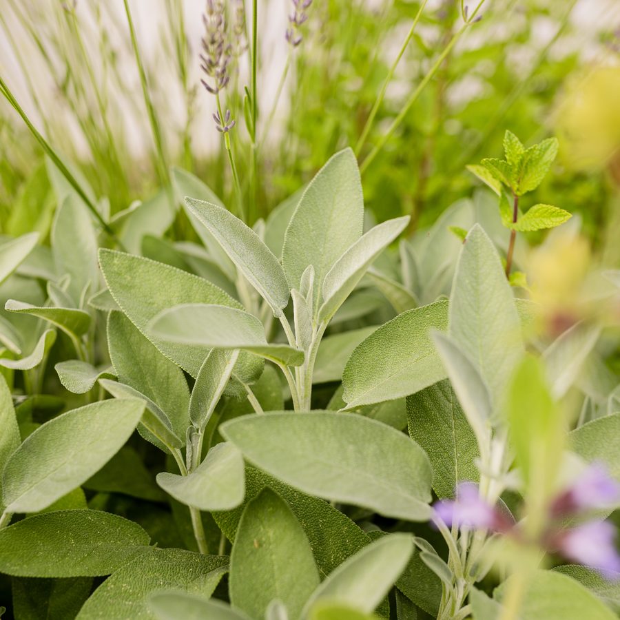 Kräuter aus dem Garten